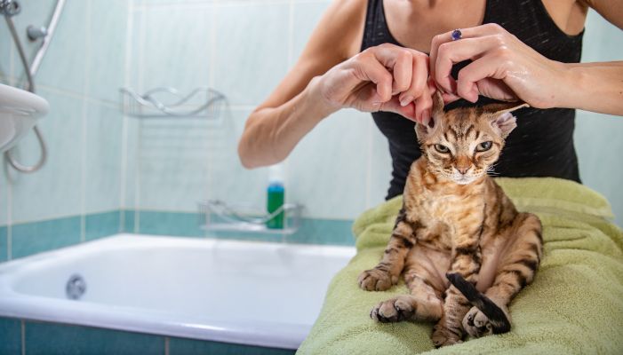 Donna asciuga le orecchie al suo gatto dopo il bagno per prevenire l'otite del gatto