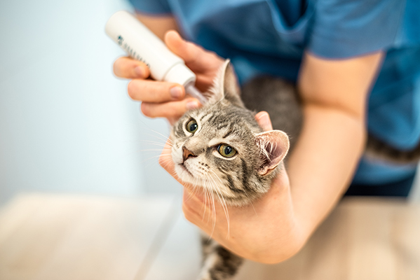Veterinaria che applica ad un gatto grigio tigrato le gocce auricolari per la cura delle croste provocate dall’infestazione degli acari