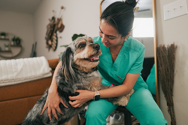 Veterinaria che si prende cura dei calcoli alla vescica del suo cane a casa, una volta rientrata da lavoro