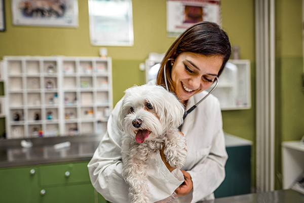 Veterinaria che visita un allegro cane maltese con l’insufficienza renale