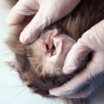 Medico veterinario che indossa dei guanti ed esamina le orecchie sporche di un gatto