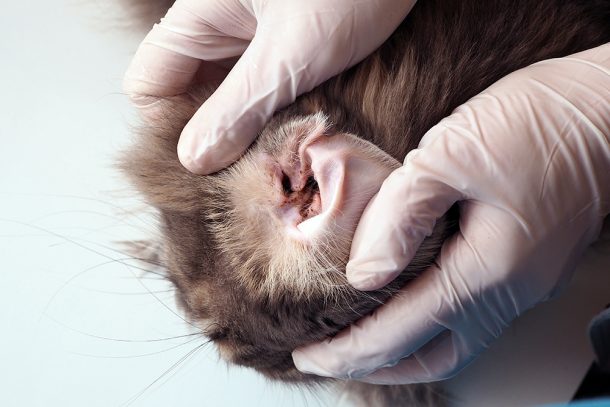 Medico veterinario che indossa dei guanti ed esamina le orecchie sporche di un gatto