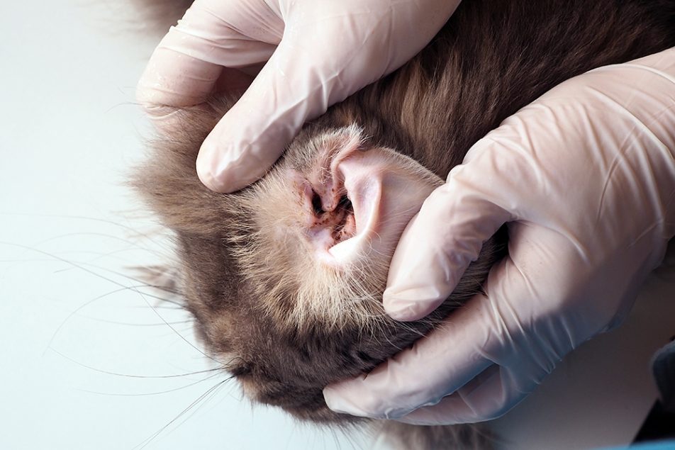 veterinario-esaminando-orecchie-gatto-sporche Medico veterinario che indossa dei guanti ed esamina le orecchie sporche di un gatto