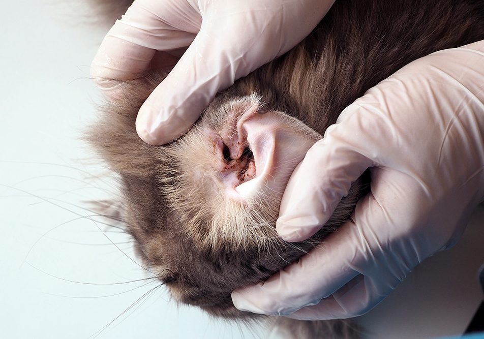 Medico veterinario che indossa dei guanti ed esamina le orecchie sporche di un gatto