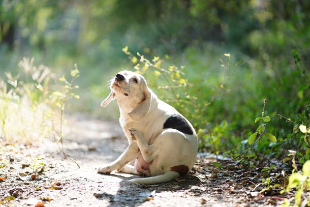 Un simpatico beagle bianco che si gratta il pelo in giardino in quanto potrebbe avere sviluppato una forma di dermatite canina