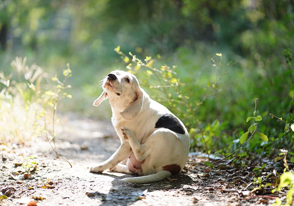 Un simpatico beagle bianco che si gratta il pelo in giardino in quanto potrebbe avere sviluppato una forma di dermatite canina