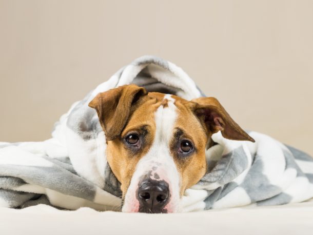 cane-che-trema-per-il-freddo Cane avvolto in una coperta che trema per il freddo