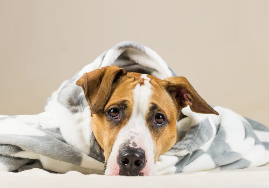 Cane avvolto in una coperta che trema per il freddo