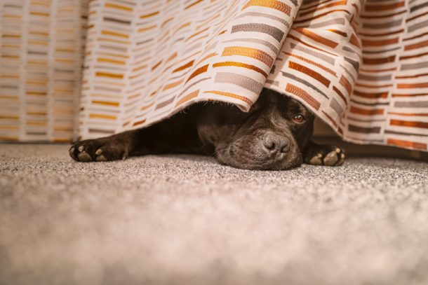 cane-con-crisi-epilettiche Cane con crisi epilettiche si nasconde sotto il letto