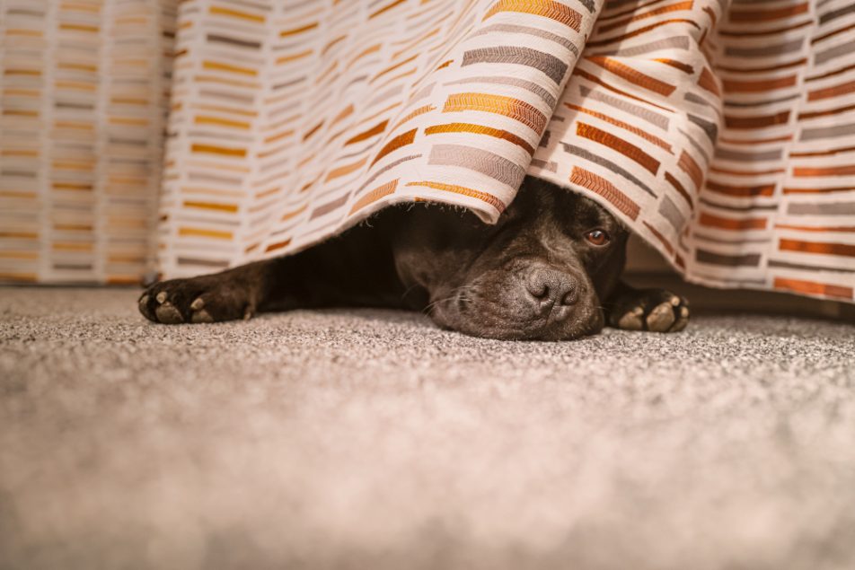 Cane con crisi epilettiche si nasconde sotto il letto