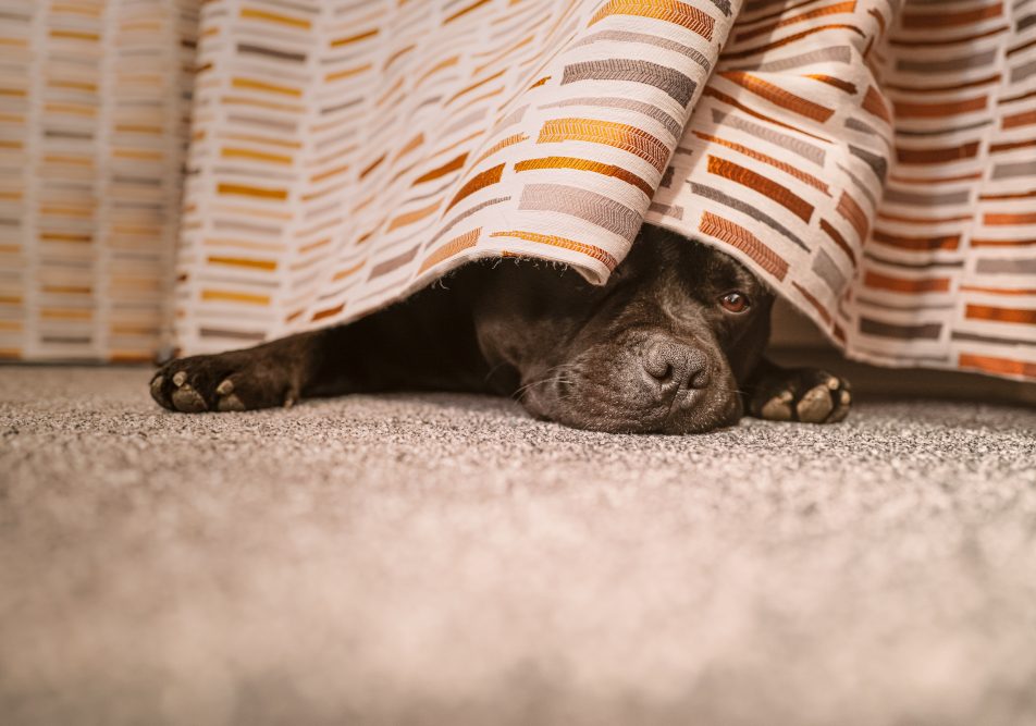 Cane con crisi epilettiche si nasconde sotto il letto