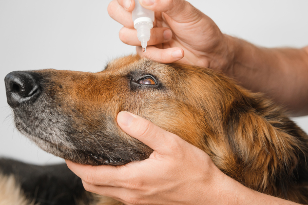Cane a cui somministrano collirio per la congiuntivite sviluppata a causa della dermatite atopica