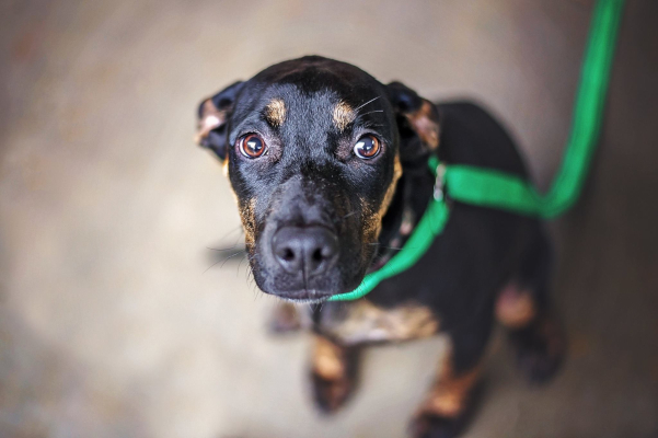 Cane che ha il tremore per la paura