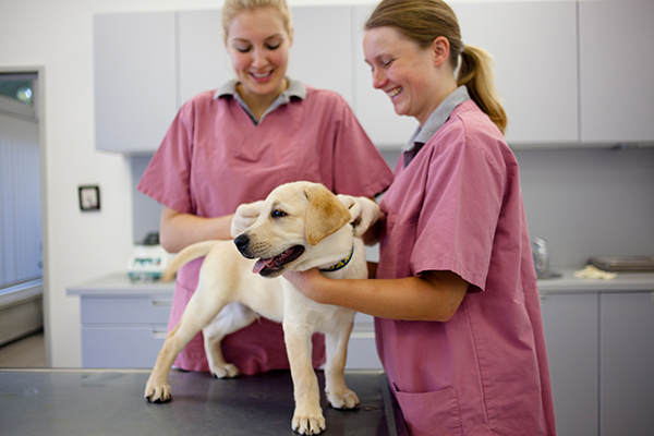 Doppia di veterinarie con addosso un camice rosa che prepara il cucciolo di labrador alla sua vaccinazione annuale