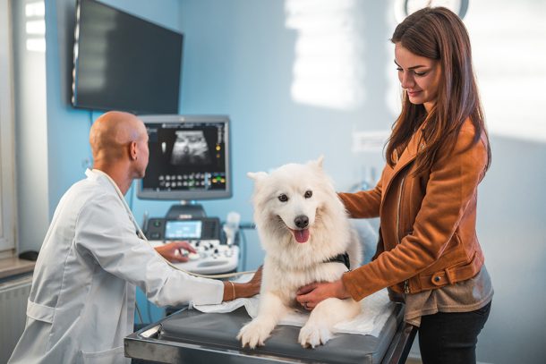 Donna che porta il suo amico a quattro zampe dal pelo lungo e bianco alla clinica veterinaria per sottoporlo a un’ecografia per la diagnosi di alcuni sintomi