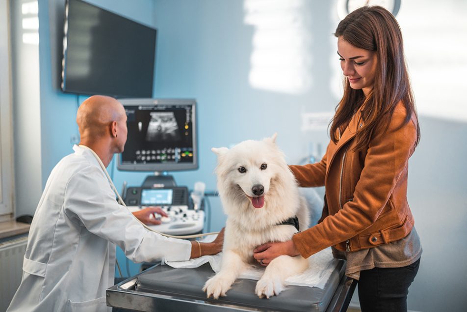 Donna che porta il suo amico a quattro zampe dal pelo lungo e bianco alla clinica veterinaria per sottoporlo a un’ecografia per la diagnosi di alcuni sintomi