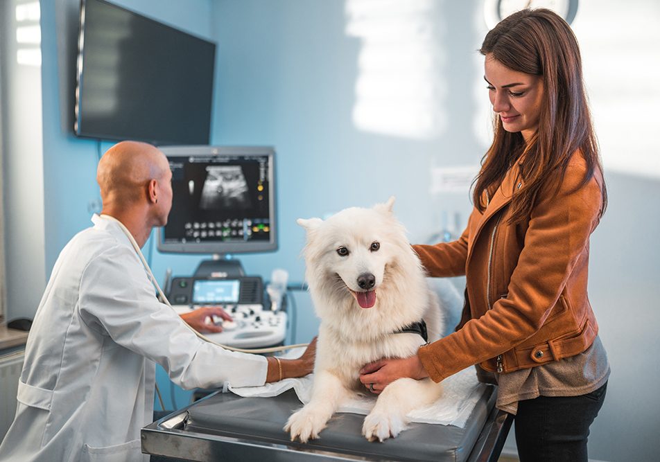 donna-portando-amico-a-quattro-zampe-alla-clinica-veterinaria-per-ecografia-cane Donna che porta il suo amico a quattro zampe dal pelo lungo e bianco alla clinica veterinaria per sottoporlo a un’ecografia per la diagnosi di alcuni sintomi