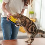 Padrona nel salotto di casa che cerca di nutrire amabilmente il suo gatto che spesso non mangia