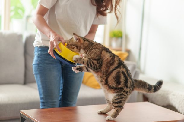 padrona-cercando-di-nutrire-gatto-non-magia Padrona nel salotto di casa che cerca di nutrire amabilmente il suo gatto che spesso non mangia