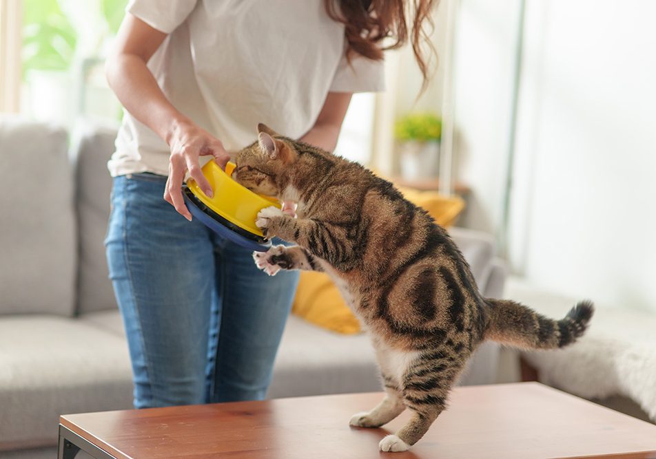 padrona-cercando-di-nutrire-gatto-non-magia Padrona nel salotto di casa che cerca di nutrire amabilmente il suo gatto che spesso non mangia