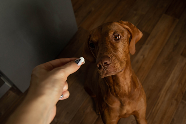 Padrona che cura la dermatite alimentare del suo cane fornendogli un farmaco, sotto indicazione del veterinario