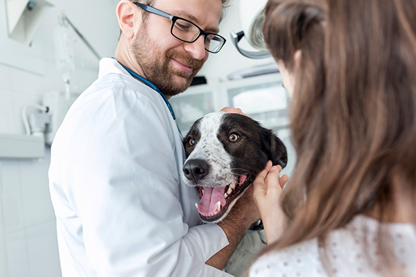 Padrona che porta il suo dolce amico peloso dal veterinario a fare l’ecografia dell’addome del cane in seguito a un periodo di digiuno