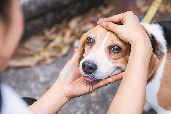 Padrona che accarezza il cane beagle anziano all’aria aperta, prendendosi cura del suo tumore