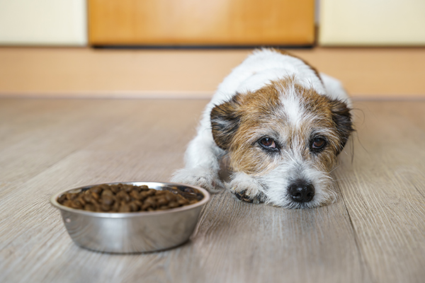 Padrona che tenta di aiutare il cane con tumore inappetente sporgendogli una ciotola ricca di cibo secco nutriente