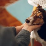 Padrone che si prende cura del benessere del suo fedele amico cane in via di guarigione dall'ascite