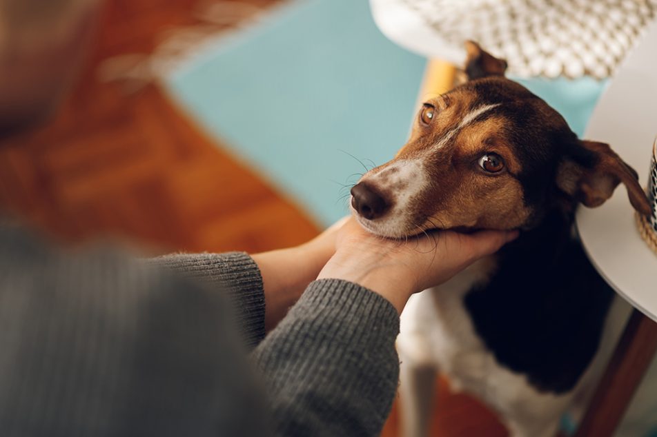 Padrone che si prende cura del benessere del suo fedele amico cane in via di guarigione dall'ascite