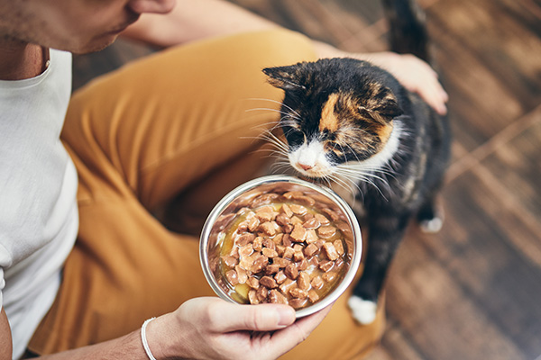 Uomo che, su consiglio del veterinario, tenta di stimolare l’appetito al suo gatto domestico che mangia poco