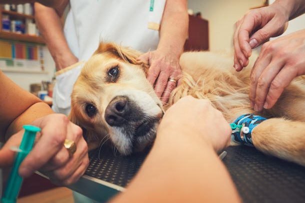 veterinari-in-clinica-analizzando-tumore-cane-esami-del-sangue Veterinari in clinica che analizzano un cane golden retriever con tumore, eseguendo degli esami del sangue
