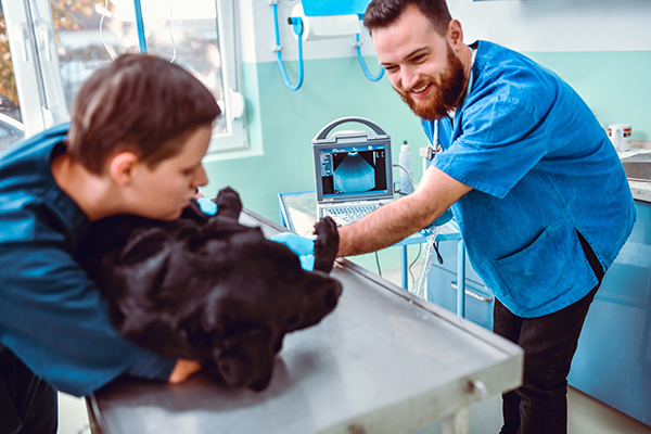 Veterinari sorridenti che eseguono un’ecografia su un cane labrador nero