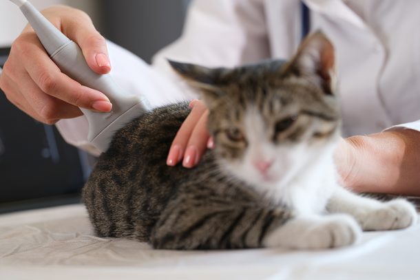 Veterinaria che esegue un’ecografia su un piccolo gatto bianco e grigio dagli occhi verdi per esaminare il suo stato di salute