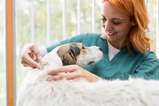 Veterinaria dai capelli rossi che esegue i vaccini obbligatori su un cane dal pelo ruvido guardandolo diritto negli occhi e sorridendogli fiduciosa
