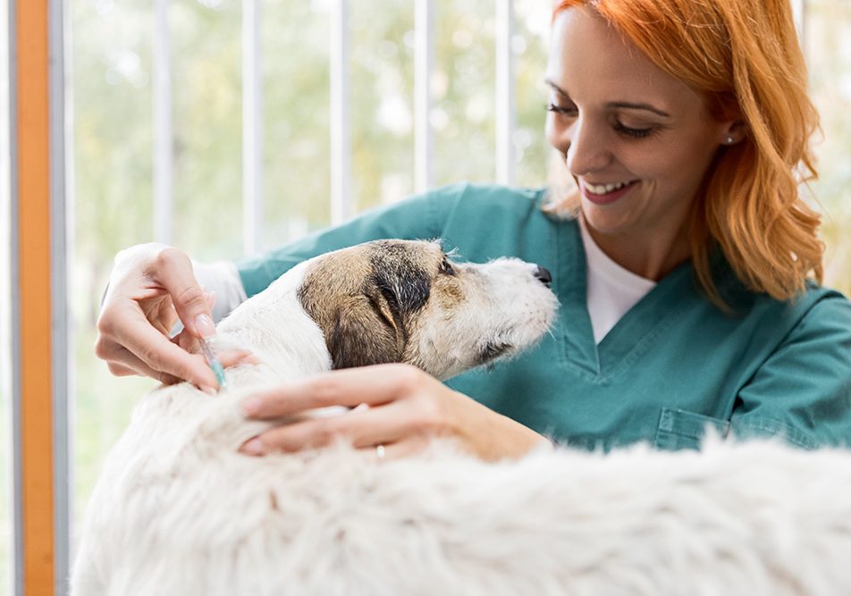 Veterinaria dai capelli rossi che esegue i vaccini obbligatori su un cane dal pelo ruvido guardandolo diritto negli occhi e sorridendogli fiduciosa