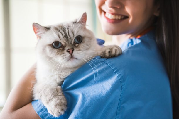 Giovane veterinaria in clinica che tiene in braccio un gatto dagli occhi blu preparandolo all’ecografia
