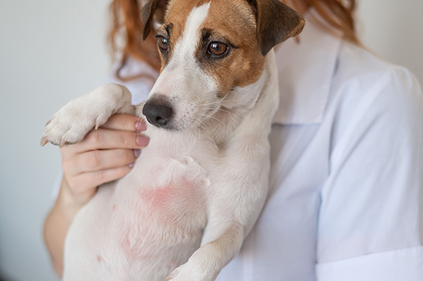 Veterinaria che tiene in braccio un jack russell esaminando la dermatite atopica nel cane