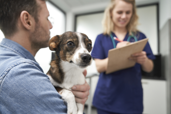 Veterinario visita un cane per diagnosi epilessia del cane