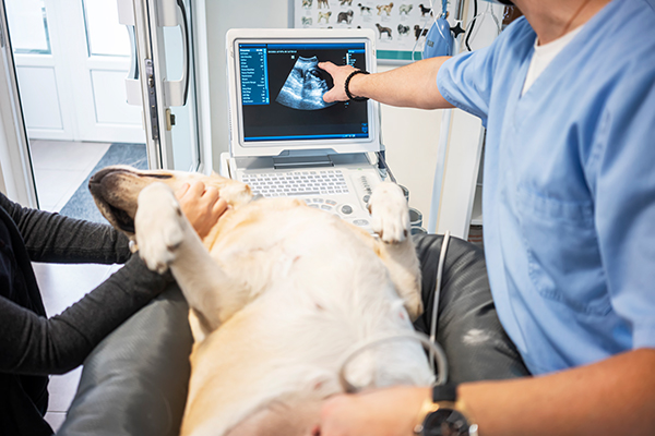 Veterinario che esegue l’ecografia dell’addome al cane fornendo informazioni alla proprietaria circa la sua anamnesi