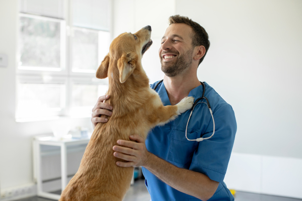 Veterinario nel suo studio visita cane con assicurazione pet