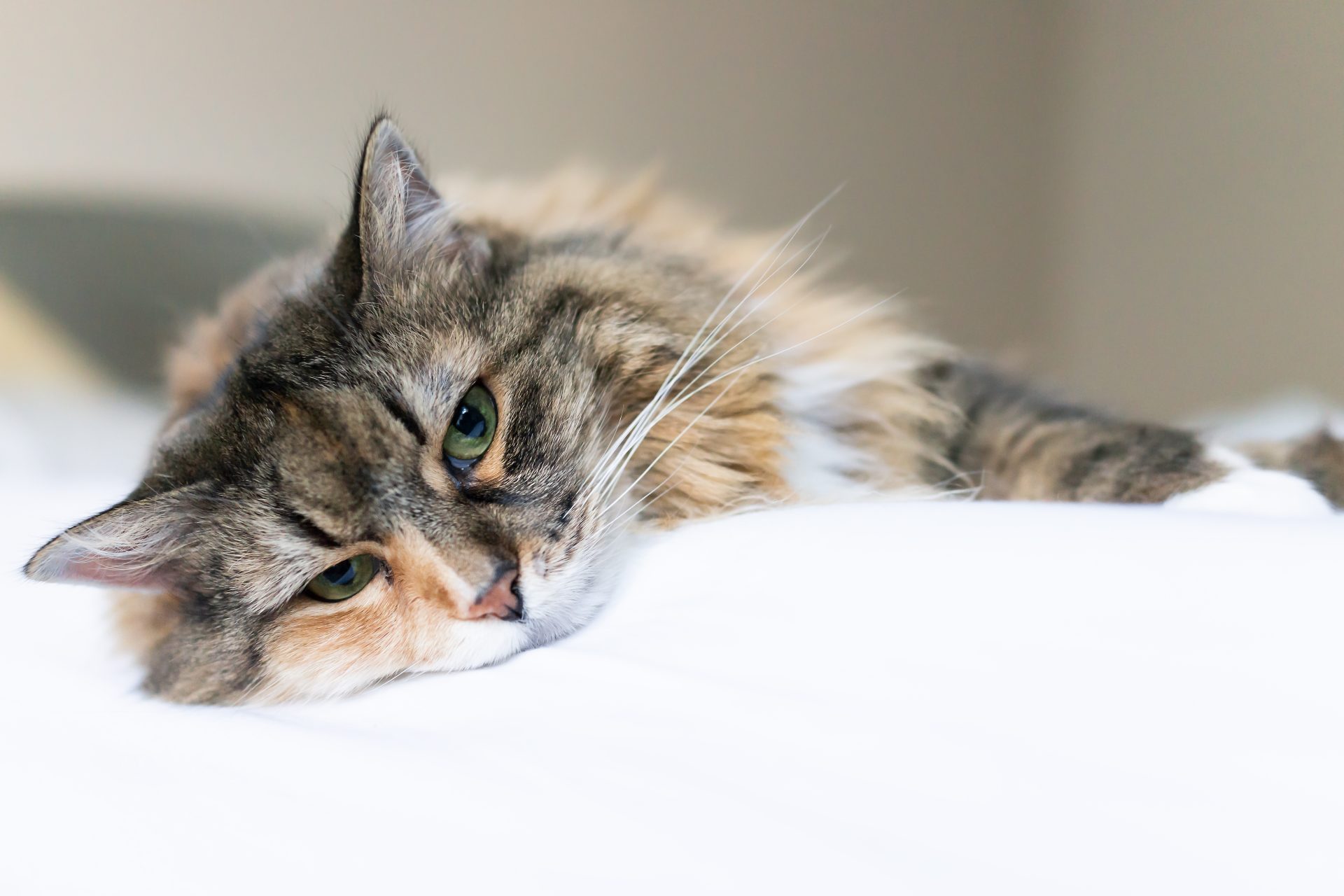 gatto con espressione apatica disteso sul letto