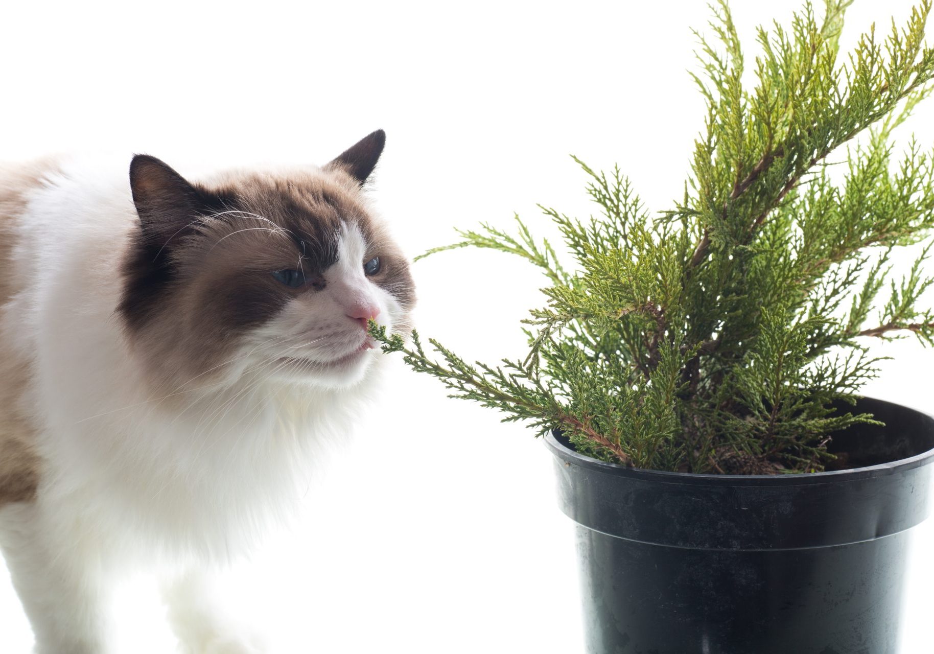 gatto annusa pianta in vaso