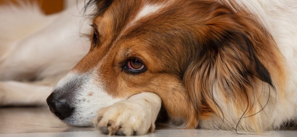 cane disteso con muso poggiato sulla zampa