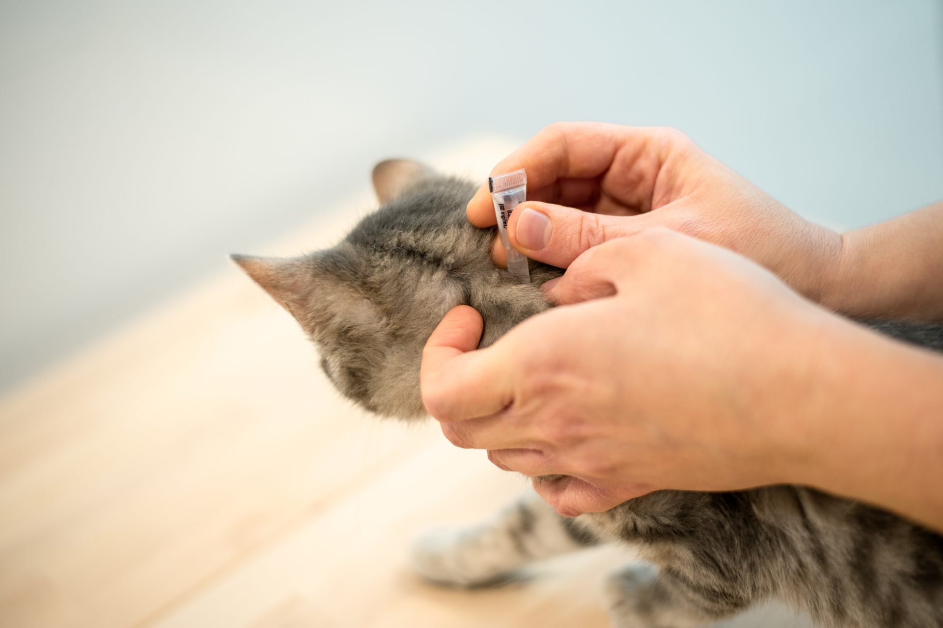 persona utilizza soluzione antiparassitaria per trattare gatto
