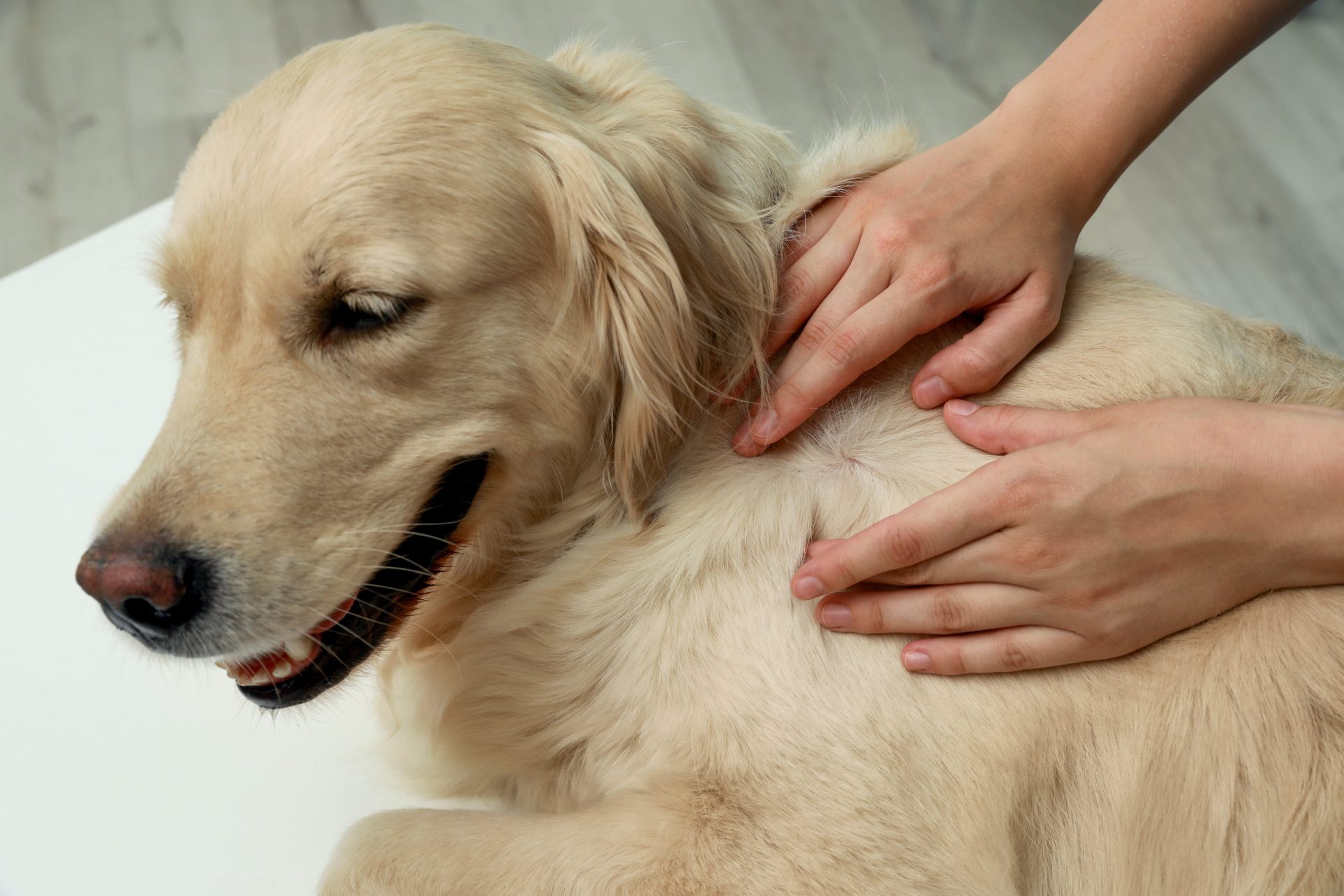 donna controlla pelo del cane per parassiti