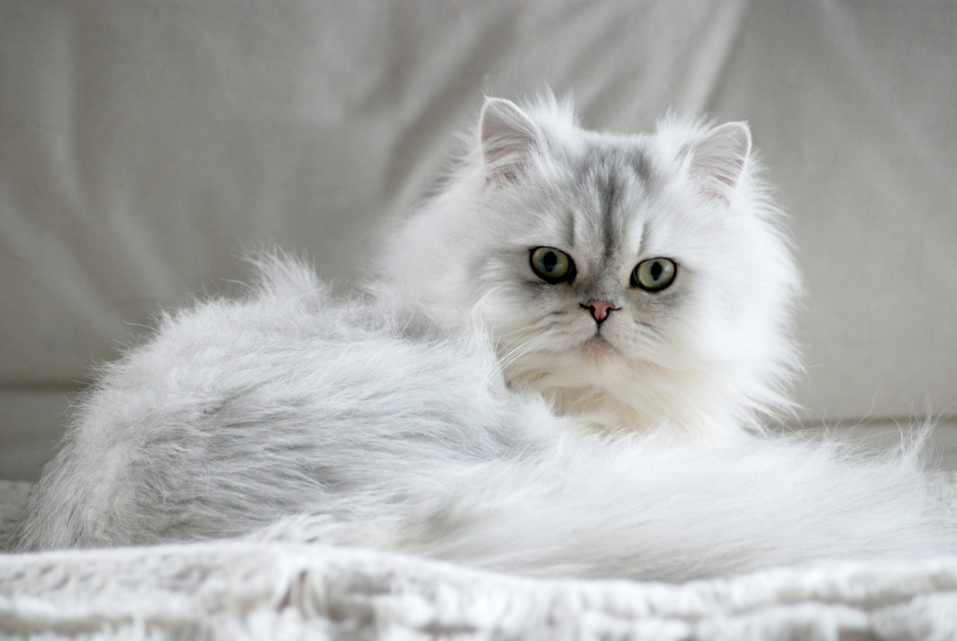 gatto bianco persiano
