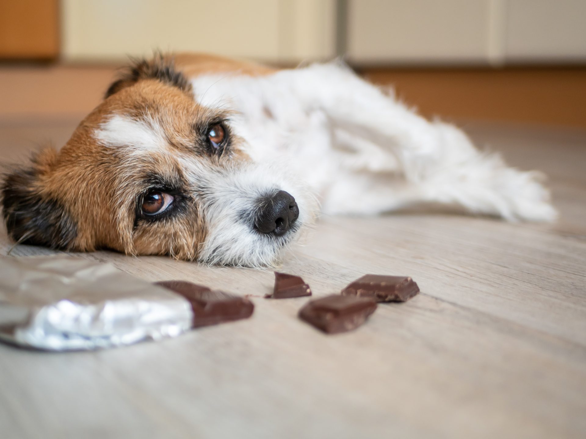 cane disteso sofferente con barretta di cioccolato vicina