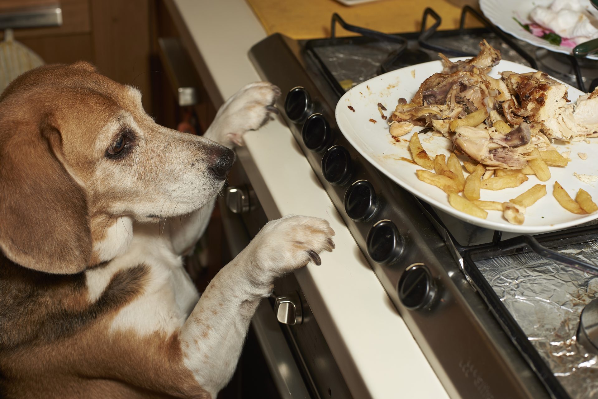 cane guarda piatto con carne e patate
