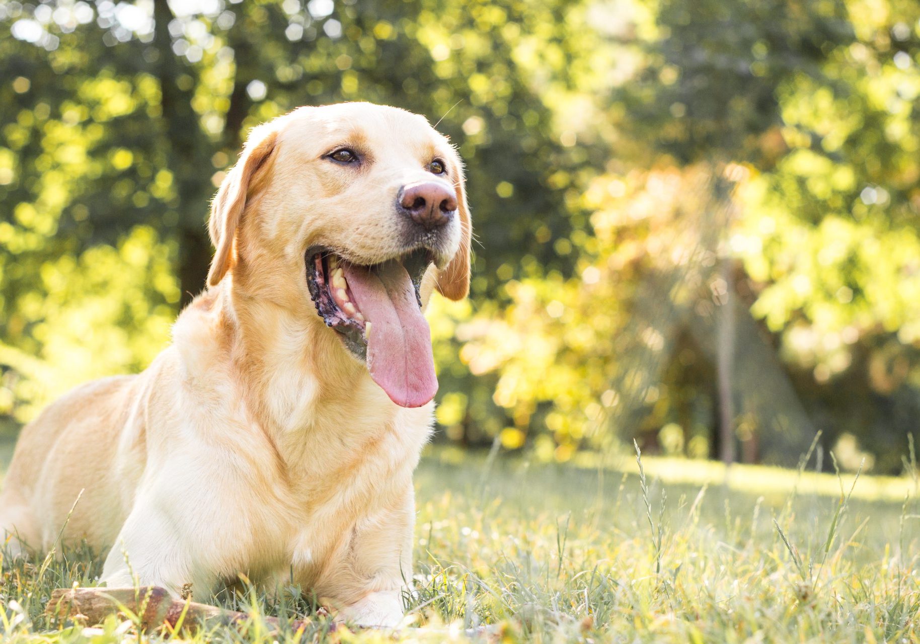 cane labrador in un prato